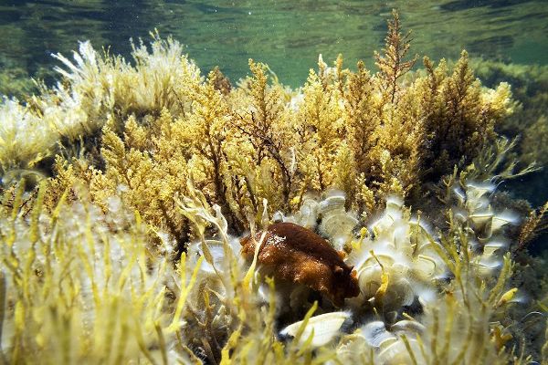 Under-water-jungia-aurantiaca