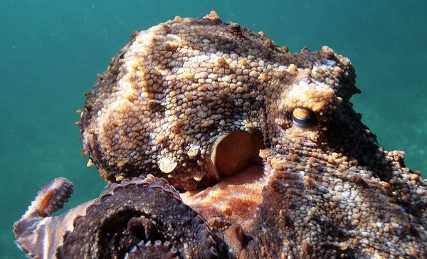Under-water-octopus-vulgaris