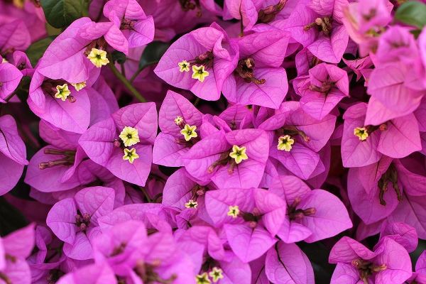 Enchanting Bougainvillea pink flowers