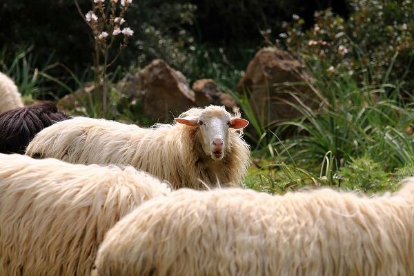Peaceful Sheeps in Sardinia