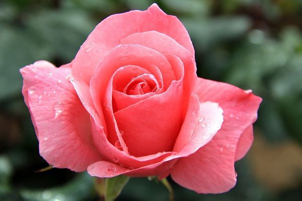 Enchanting pink rose in the garden