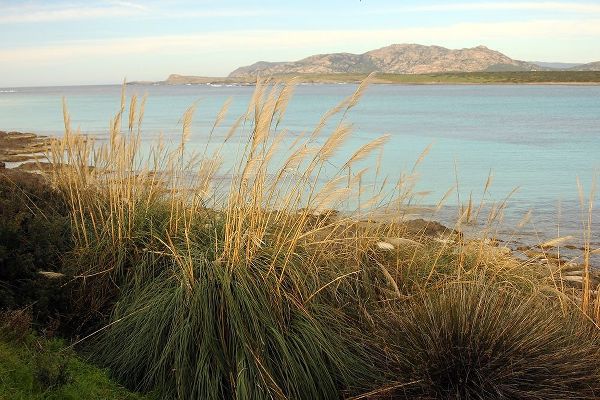 Wildplants on the coast in front of asinara island in sardinia