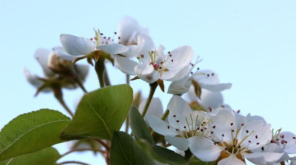 Almond  white flowers in spring