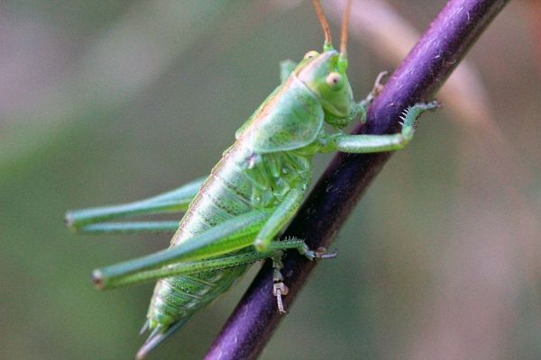 Green Grasshopper on a purple branch