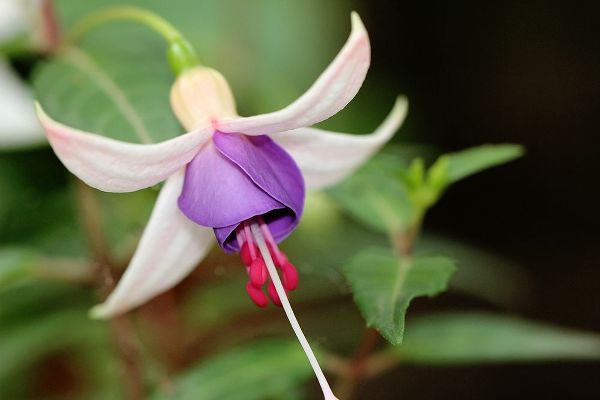 Peculiar White and purple flower
