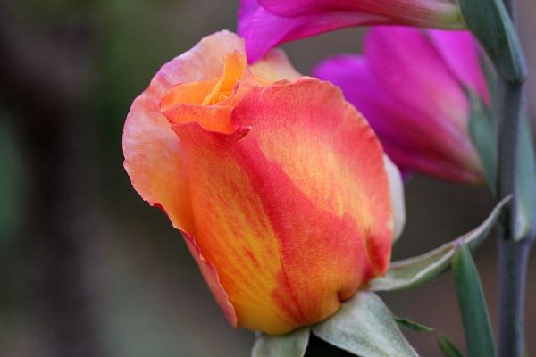 Enchanting pink rosebud