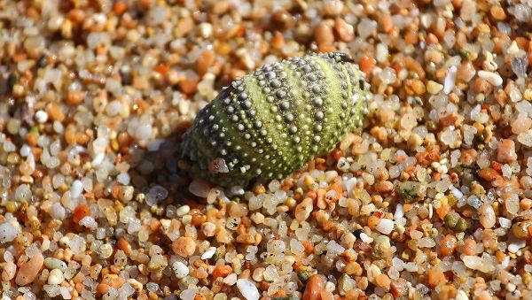 Green Seashell on the shore