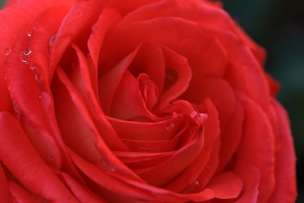 Enchanting Red Rose detail
