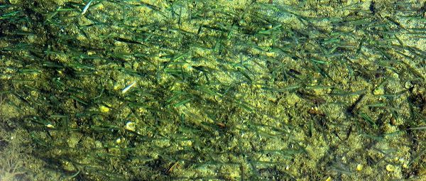 Fishes multitude in green water