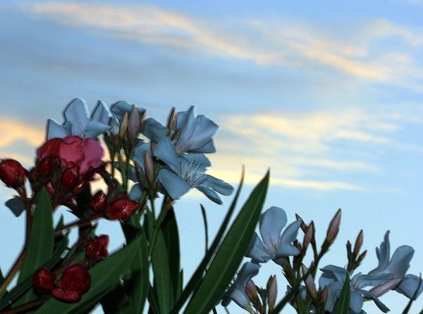 Sunrise Light on Oleander Flowers
