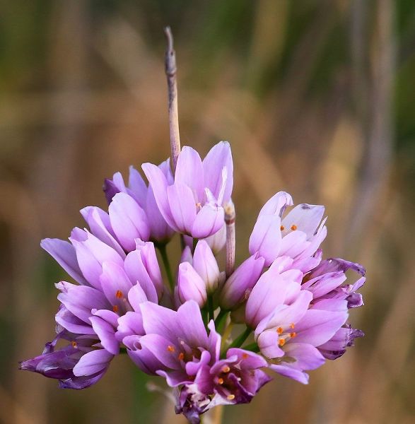 Detail of a purple wild Flower