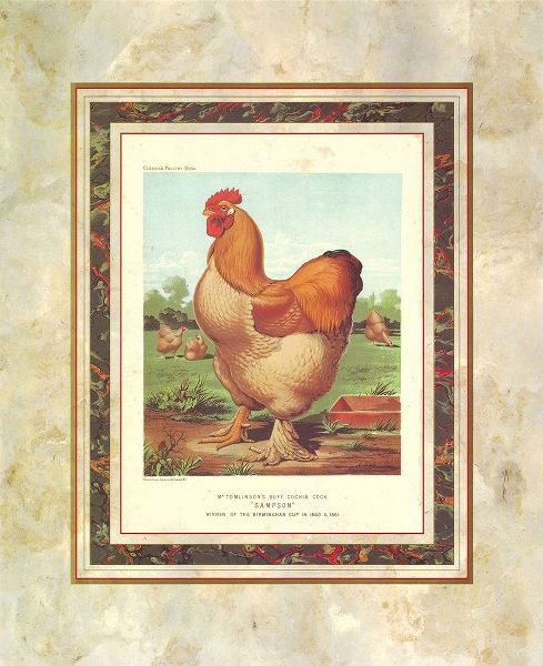 Buff. Cochin Cock, Cassells Poultry Book