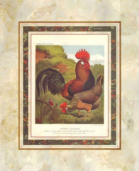 Brown Leg Horn, Cassells Poultry Book