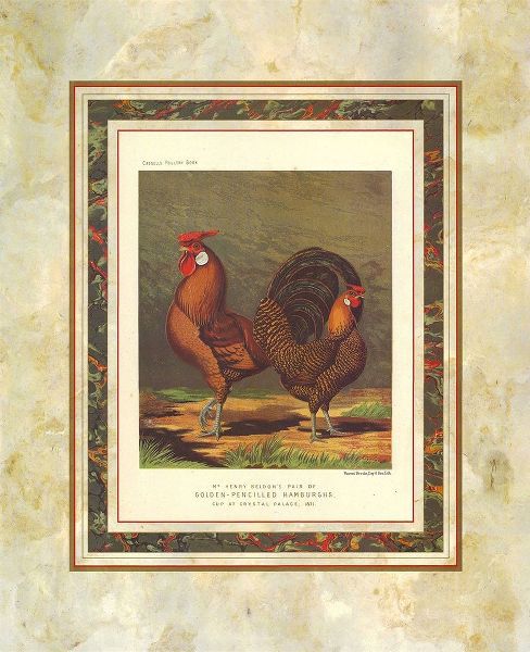 Golden Pencilled Hamburghs, Cassells Poultry Book