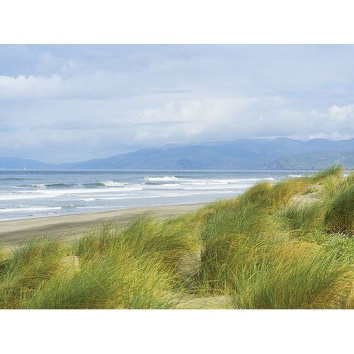 Dune Grass on Ocean Beach