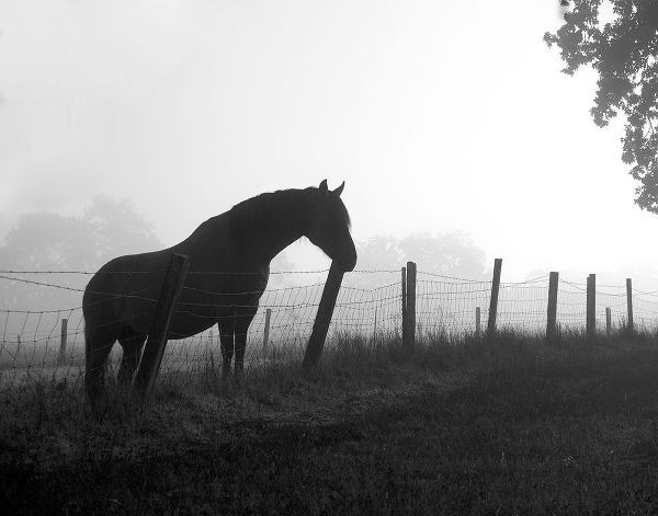 Morning Pasture
