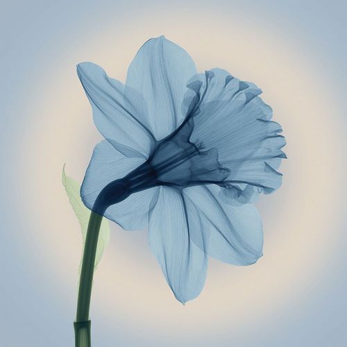 Veiled Blossom, Blue