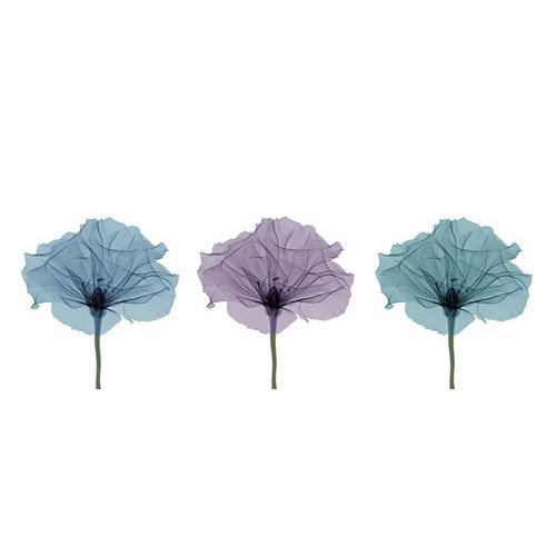 Three Flowers in Color