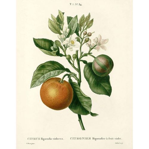 Citrus Plant Botanical