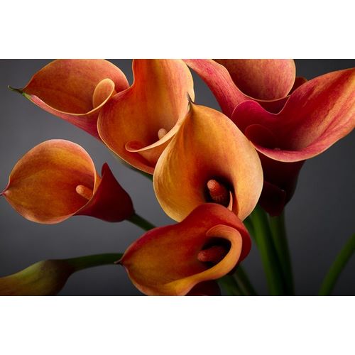 Orange Calla Lilies