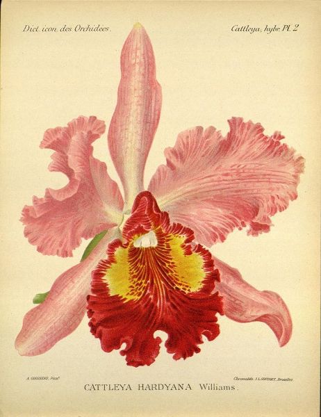 Orchid, Catlleya Hardyana