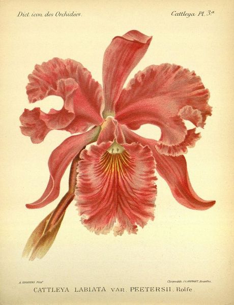 Orchid, Catlleya Labiata