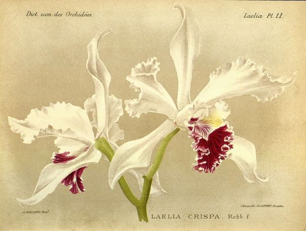 Orchid, Laelia Crispa