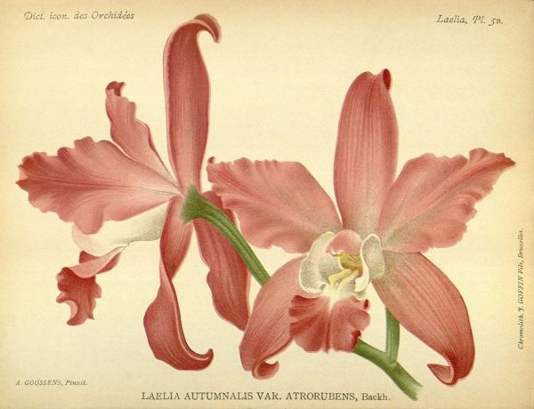 Orchid, Laelia Autumnalis