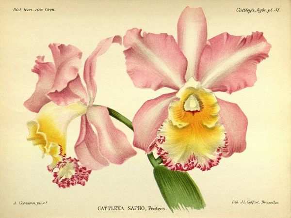 Orchid, Cattleya Sapho