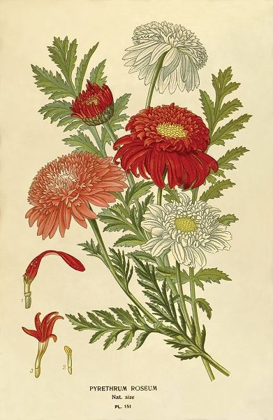 Pyrethrum Roseum