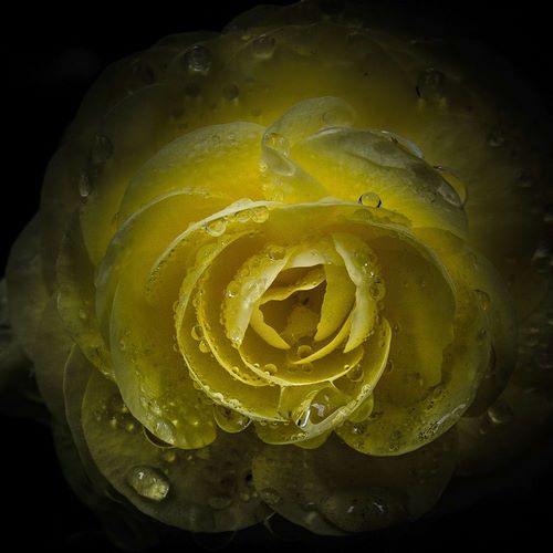 Yellow Rose with Water Droplets