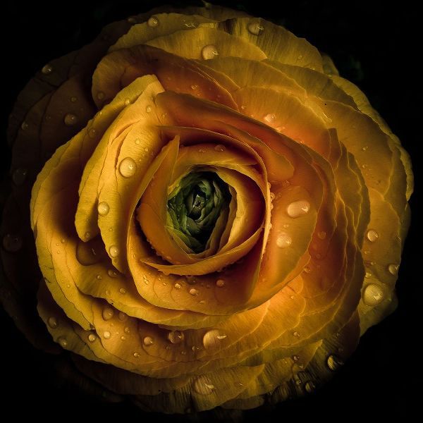 Golden Yellow Rose