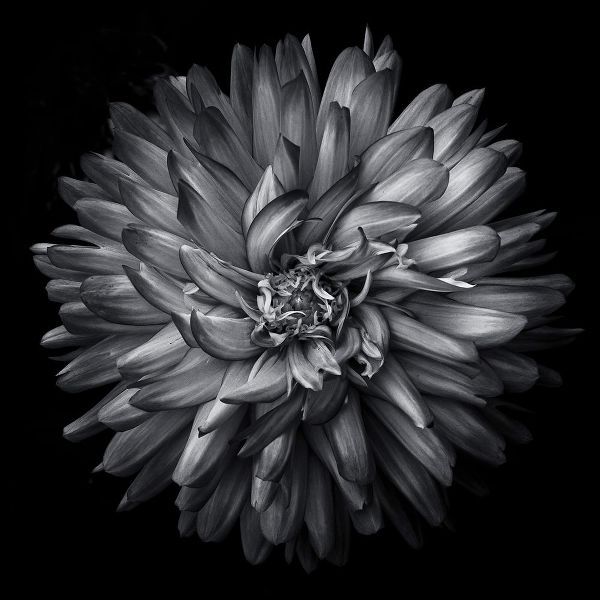 Black and White Petals