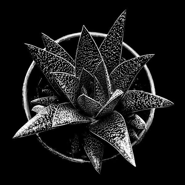 Black and White Succulent