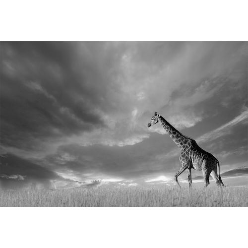 Giraffes, African Skies