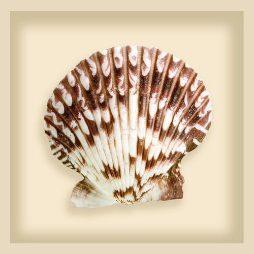 Radial Seashell