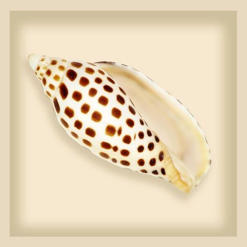 Leopard Shell