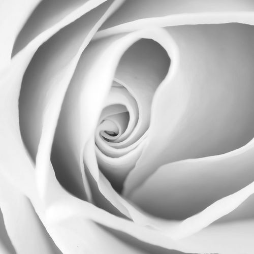 Rose Swirl I