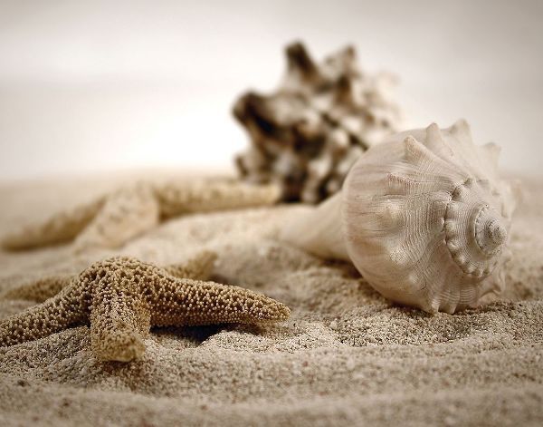 Seashells in the Sand