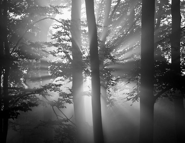 Light Through the Trees I