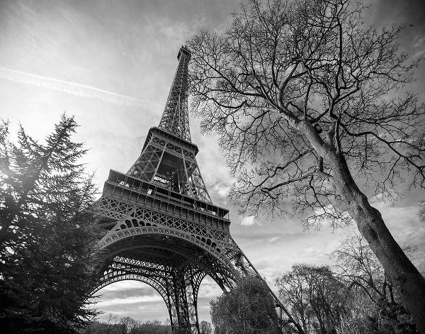 Eiffel Tower with Tree
