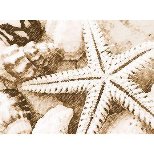 Starfish Impression