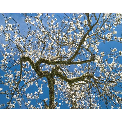 Almond Blossoms in Spring