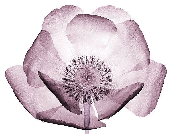 Translucent Lavender Poppy
