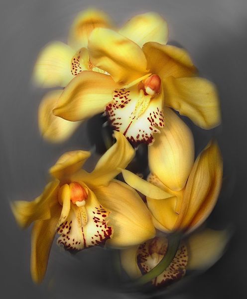 Cymbidium Orchid Yellow