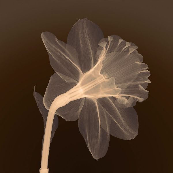 Veiled Blossom (sepia)