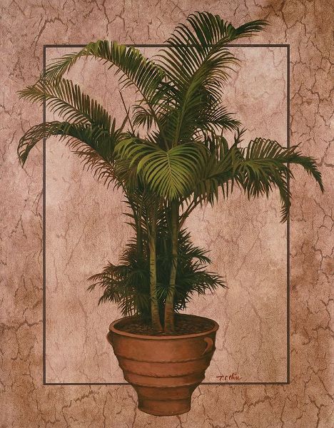 Potted Palm II
