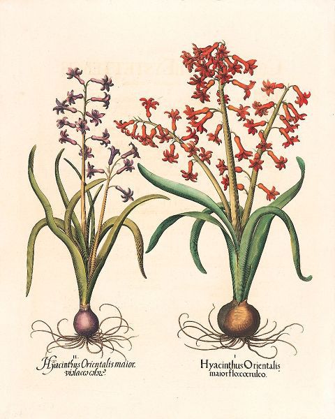 Unknown 아티스트의 Hyacinth Botanical작품입니다.
