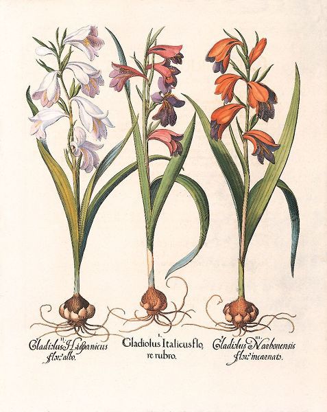 Unknown 아티스트의 Gladiola Botanical작품입니다.