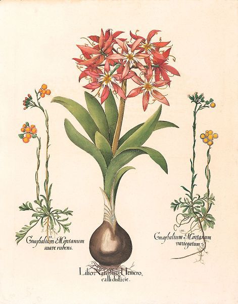 Unknown 아티스트의 Lily Botanical작품입니다.